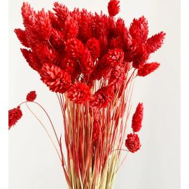 Bouquet Phalaris Rouge 