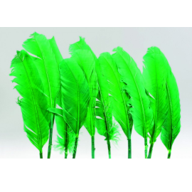 plumes - dinde - vert x10pcs