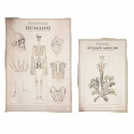 Affiches anatomie humaine - decoration halloween pas cher